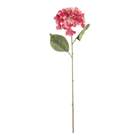 ORTENSIA SINGOLA BEAUTY 2