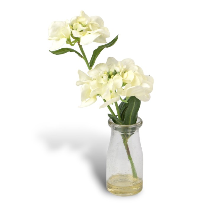 ORTENSIA IN BOTTIGLIA 6 COLORI ASSORTITI