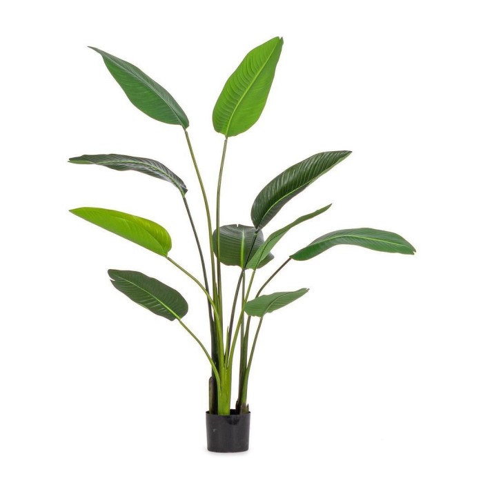 PIANTA STERLIZIA H150 CON VASO 10FOGLIE