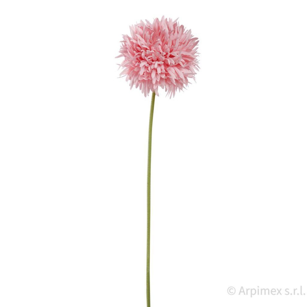 ALLIUM CM.45 PINK