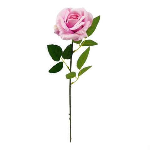 ROSA LIVIA CM.61 ROSA FUXIA 2