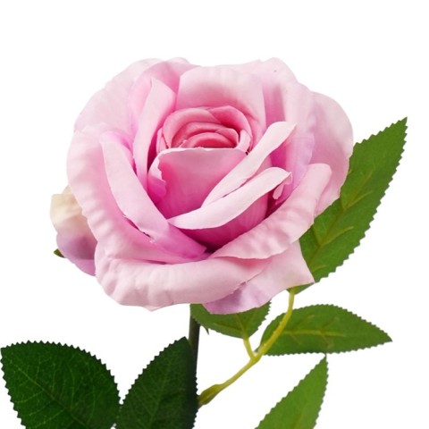 ROSA LIVIA CM.61 AZZURRO POLVERE 2