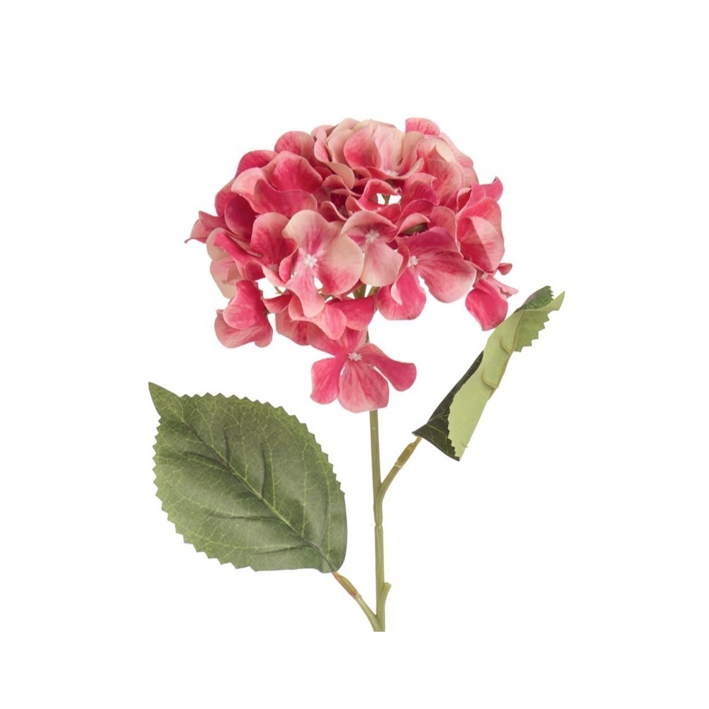 ORTENSIA SINGOLA BEAUTY