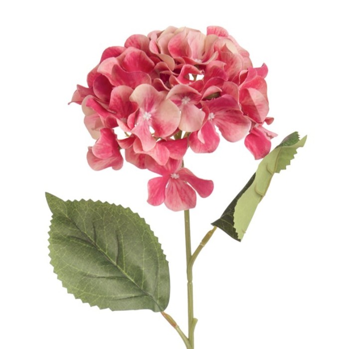 ORTENSIA SINGOLA BEAUTY