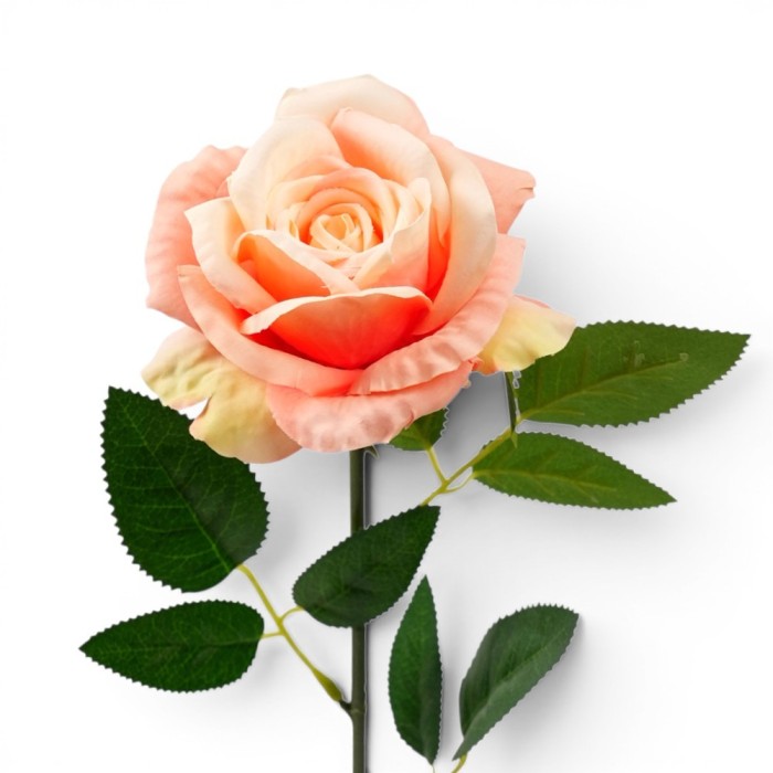 ROSA LIVIA CM.61 SALMONE