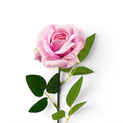 ROSA LIVIA CM.61 ROSA FUXIA