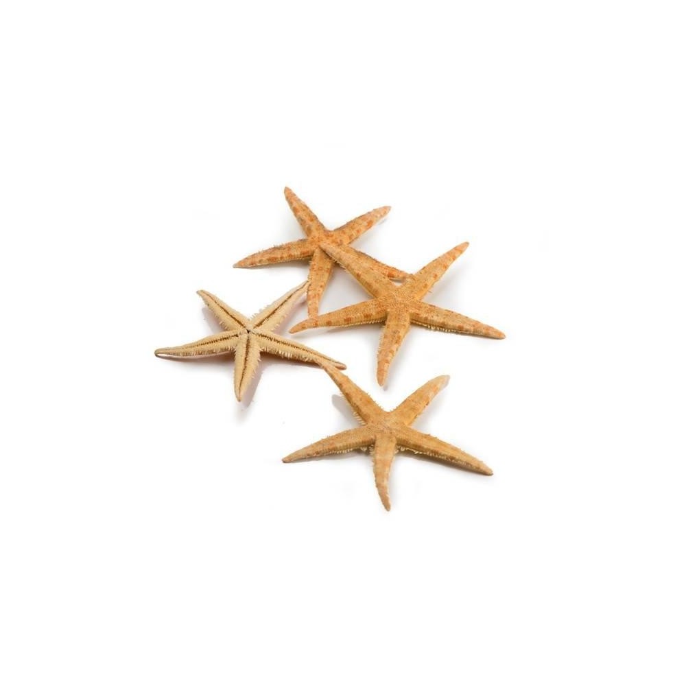 BABY STELLE MARINE 34 BUSTE 50PZ