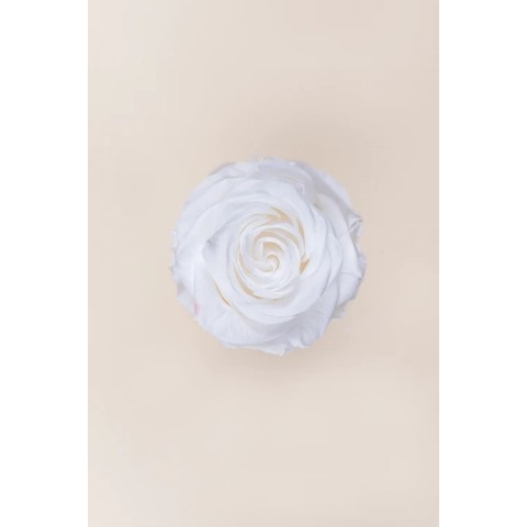 SCATOLA 4 ROSE STABILIZZATE D.6.5/8.5 PREMIUM BIANCO 2