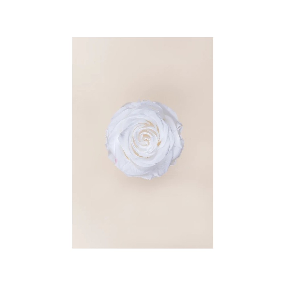SCATOLA 4 ROSE STABILIZZATE D.6.5/8.5 PREMIUM BIANCO