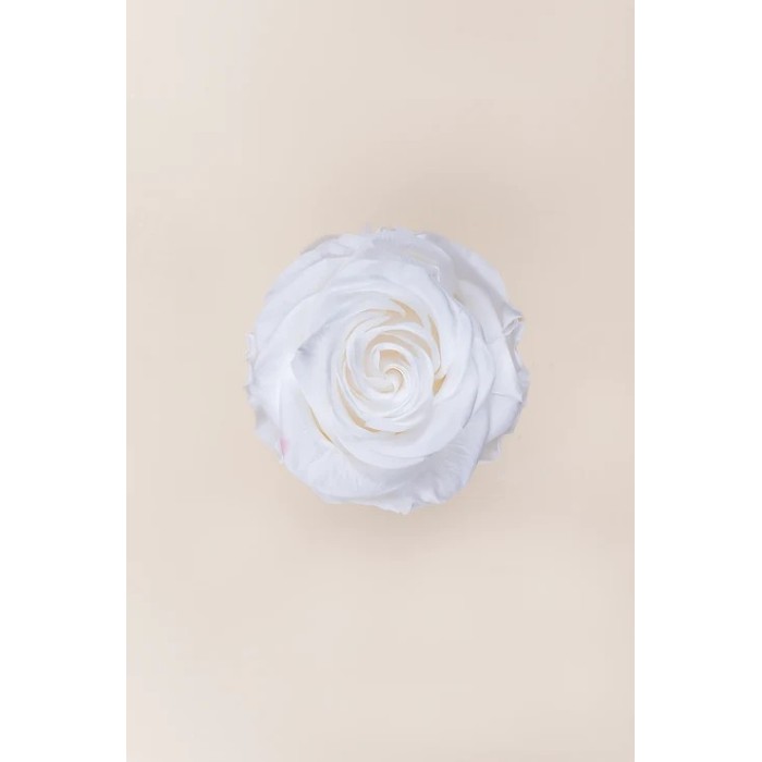 SCATOLA 4 ROSE STABILIZZATE D.6.5/8.5 PREMIUM BIANCO