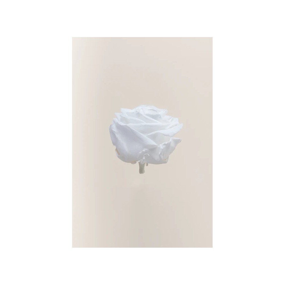 SCATOLA 4 ROSE STABILIZZATE D.6.5/8.5 PREMIUM BIANCO