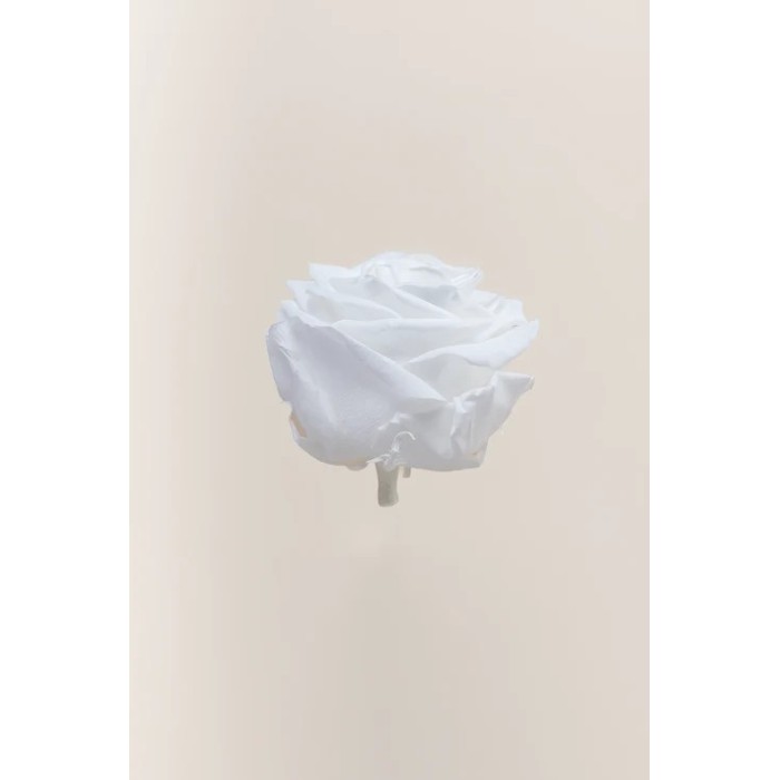 SCATOLA 4 ROSE STABILIZZATE D.6.5/8.5 PREMIUM BIANCO