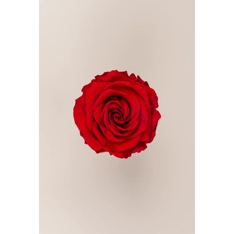 SCATOLA 4 ROSE ROSSO STABILIZZATE PREMIUM D.6.5/8.5 2