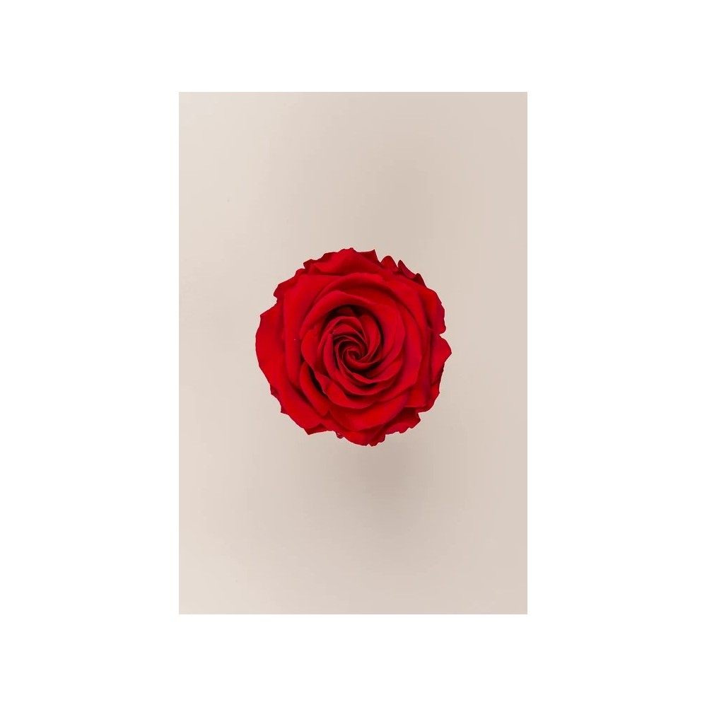 SCATOLA 4 ROSE ROSSO STABILIZZATE PREMIUM D.6.5/8.5