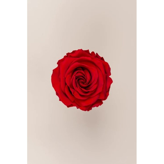 SCATOLA 4 ROSE ROSSO STABILIZZATE PREMIUM D.6.5/8.5