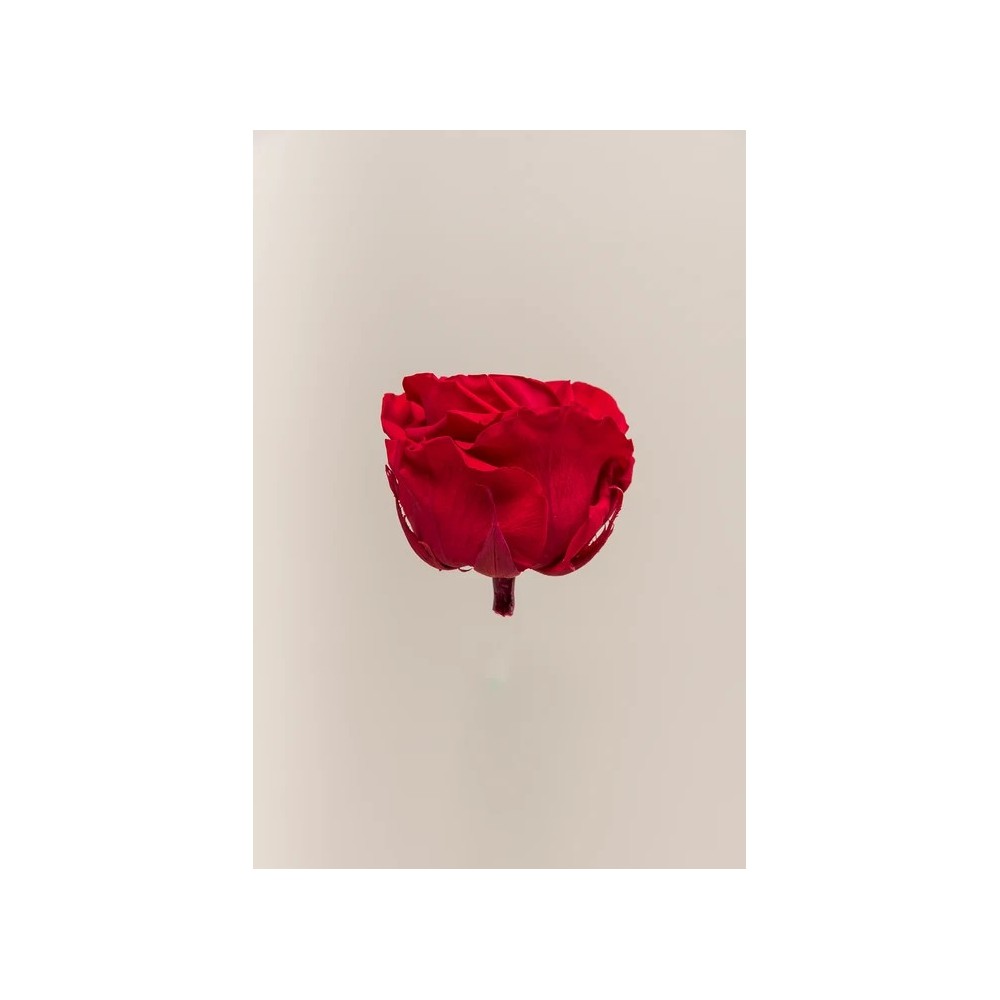SCATOLA 4 ROSE ROSSO STABILIZZATE PREMIUM D.6.5/8.5