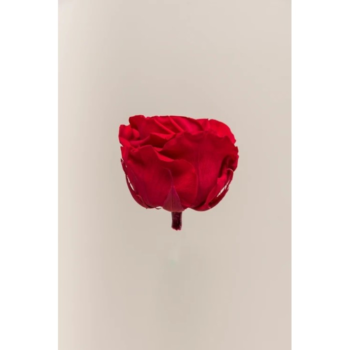 SCATOLA 4 ROSE ROSSO STABILIZZATE PREMIUM D.6.5/8.5