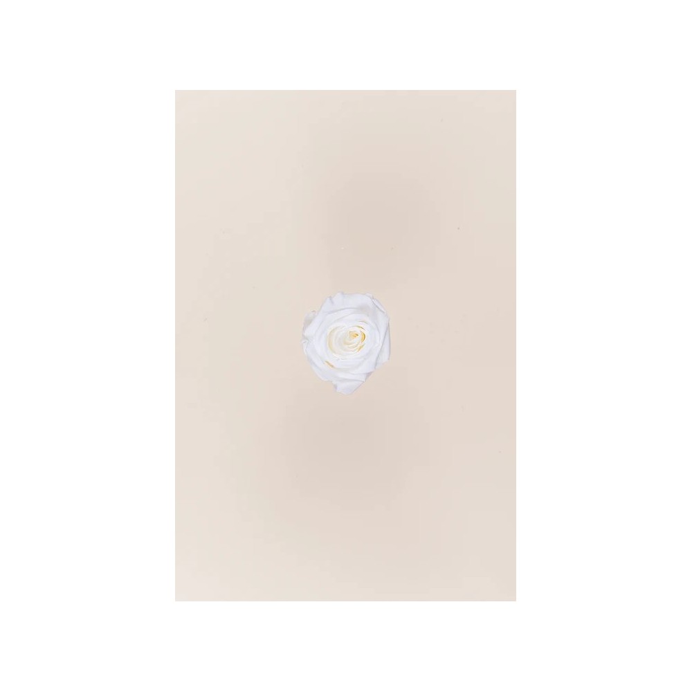 SCATOLA 12 ROSE MINI STABILIZZATE WHITE D.3.5/4.5