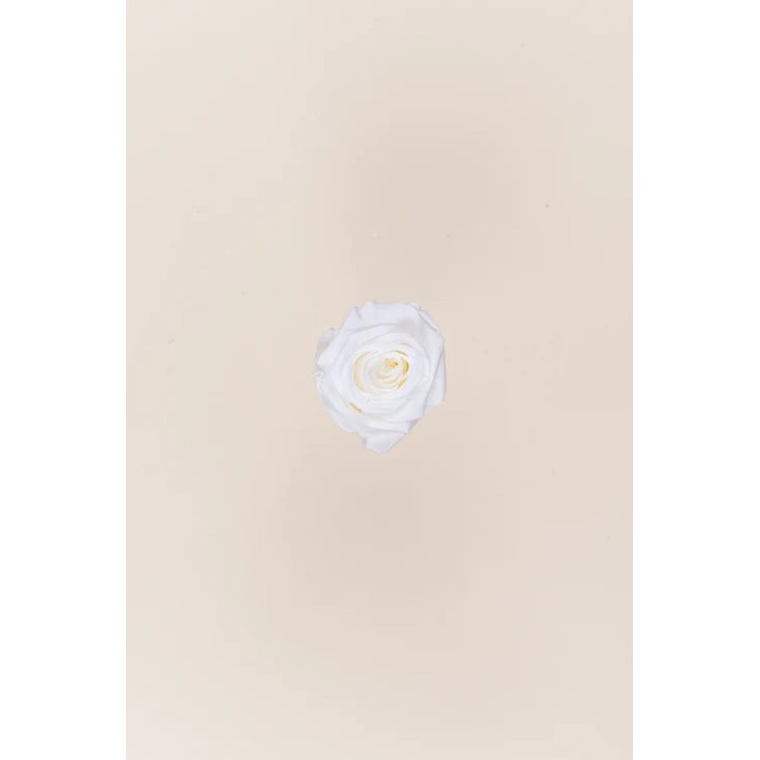 SCATOLA 12 ROSE MINI STABILIZZATE WHITE D.3.5/4.5