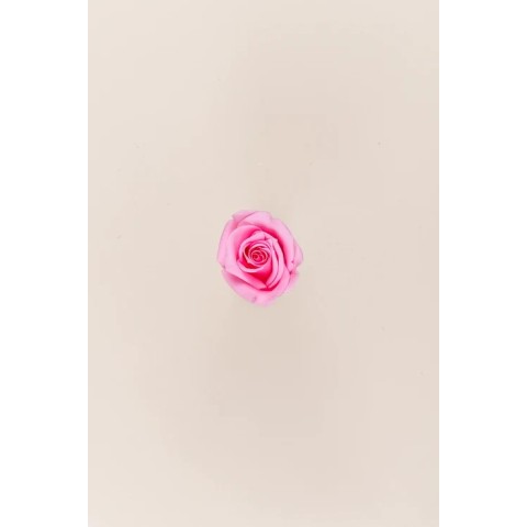 SCATOLA 12 ROSE MINI STABILIZZATE PINK D.3.5/4.5 2
