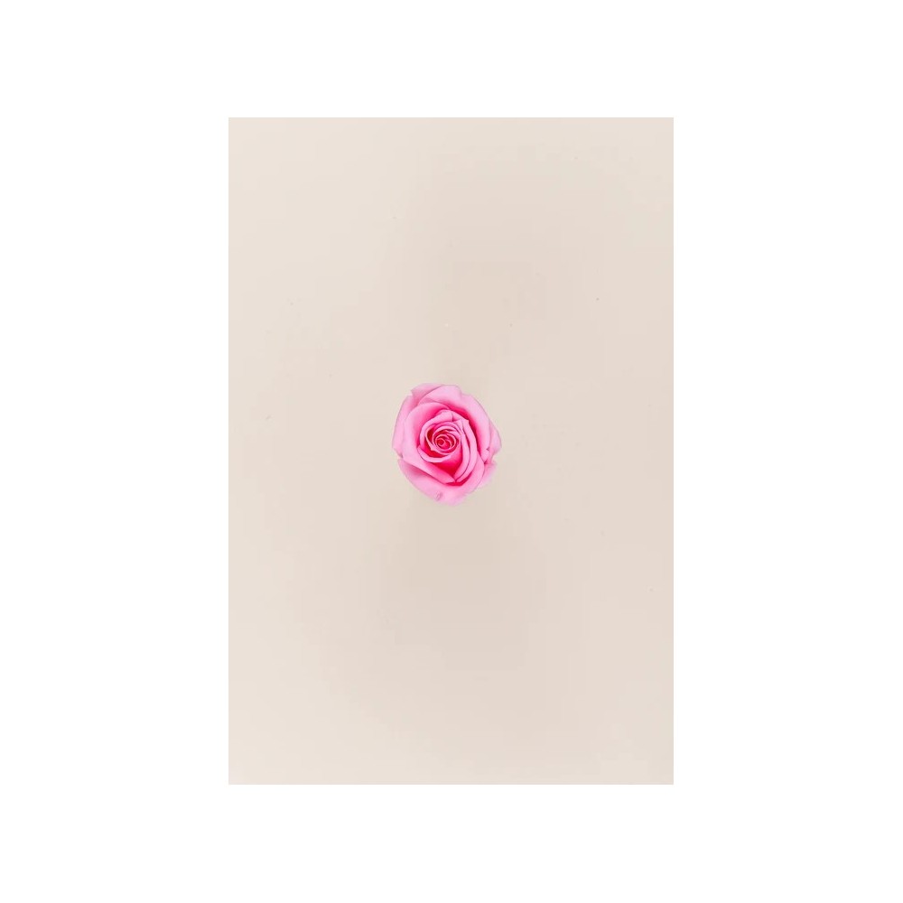 SCATOLA 12 ROSE MINI STABILIZZATE PINK D.3.5/4.5