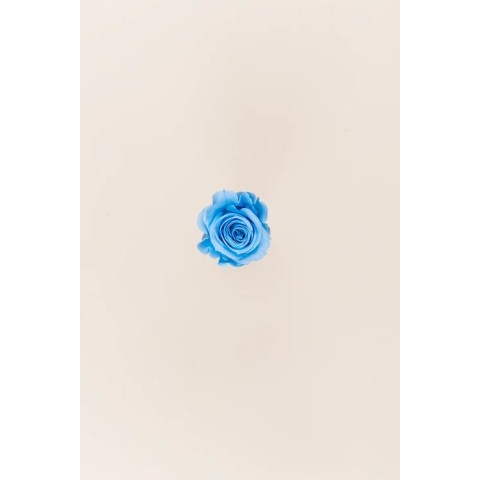 SCATOLA 12 ROSE MINI STABILIZZATE LIGHT BLU D.3.5/4.5 2