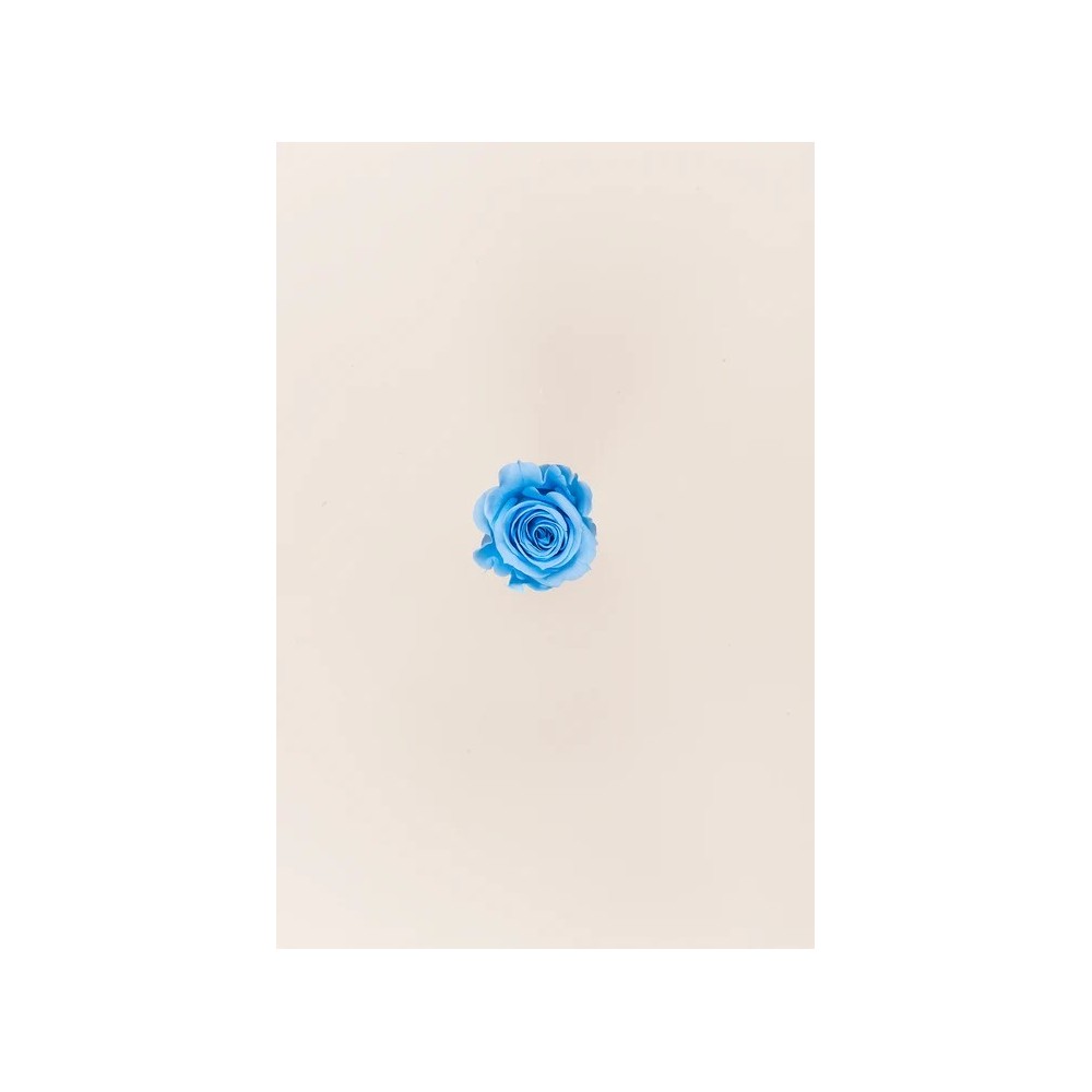 SCATOLA 12 ROSE MINI STABILIZZATE LIGHT BLU D.3.5/4.5