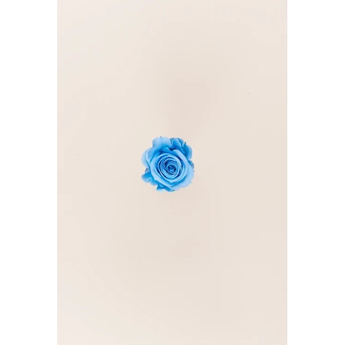 SCATOLA 12 ROSE MINI STABILIZZATE LIGHT BLU D.3.5/4.5