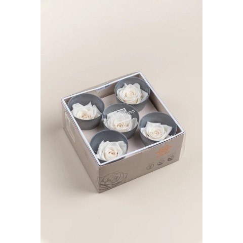 ROSA QUEEN 5 PEZZI STABILIZZATE WHITE D.6.3/7.3 2