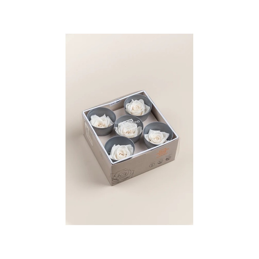 ROSA QUEEN 5 PEZZI STABILIZZATE WHITE D.6.3/7.3