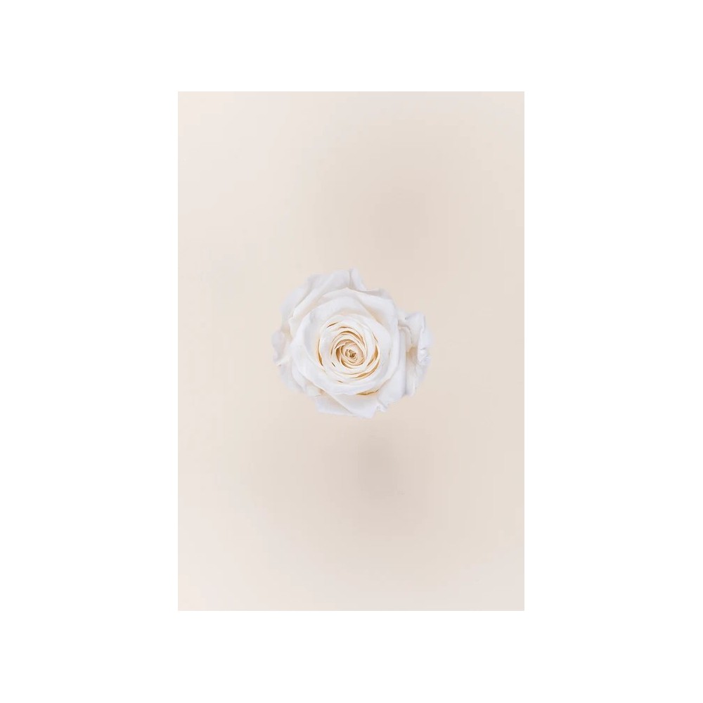 ROSA QUEEN 5 PEZZI STABILIZZATE WHITE D.6.3/7.3