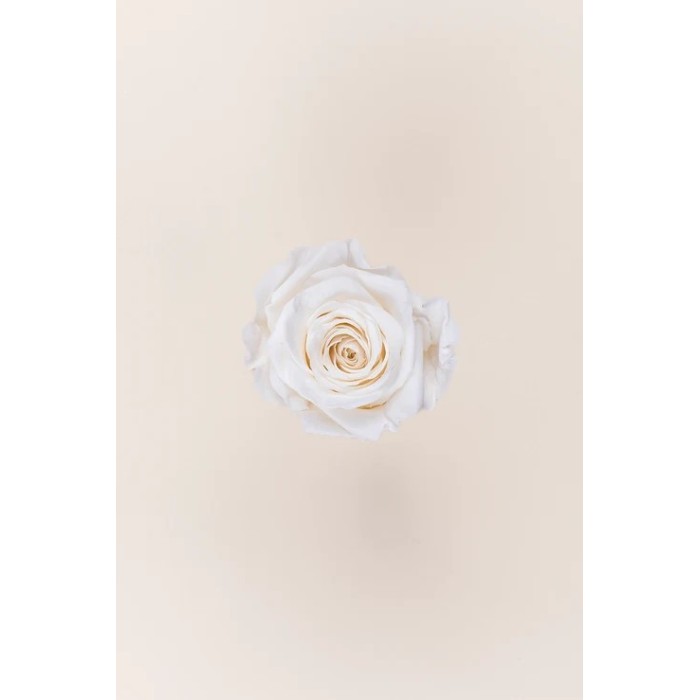 ROSA QUEEN 5 PEZZI STABILIZZATE WHITE D.6.3/7.3