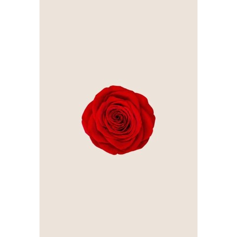 SCATOLA 5 ROSE QUEEN STABILIZZATE RED D.6.3/7.3 2