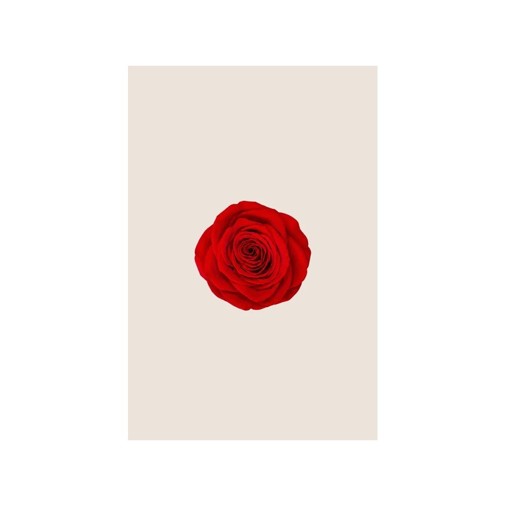 SCATOLA 5 ROSE QUEEN STABILIZZATE RED D.6.3/7.3