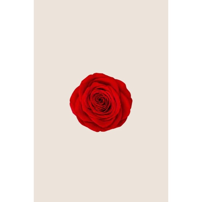 SCATOLA 5 ROSE QUEEN STABILIZZATE RED D.6.3/7.3