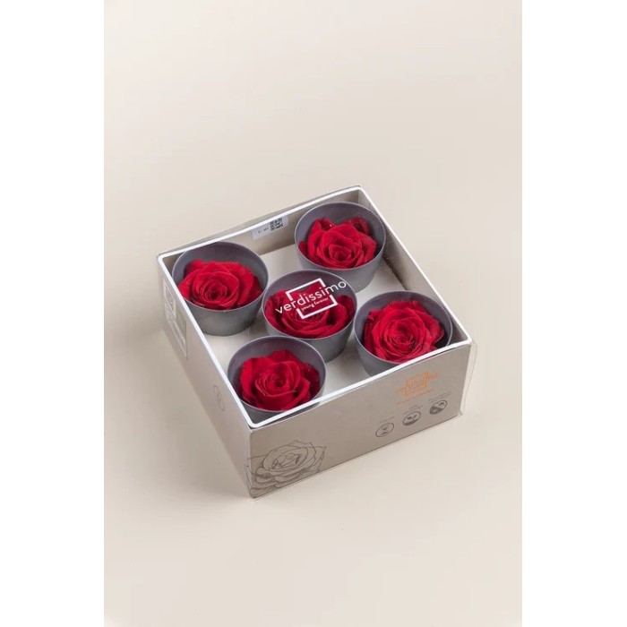 SCATOLA 5 ROSE QUEEN STABILIZZATE RED D.6.3/7.3