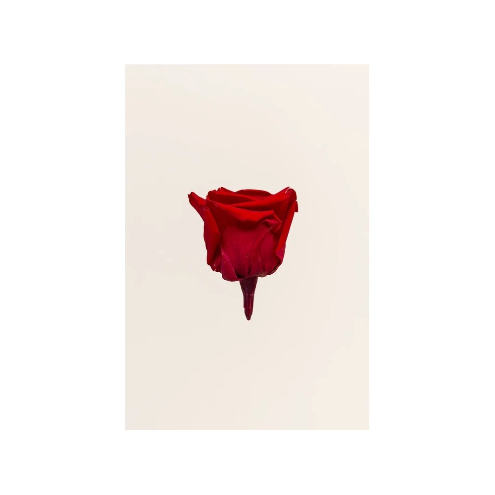 SCATOLA 5 ROSE QUEEN STABILIZZATE RED D.6.3/7.3
