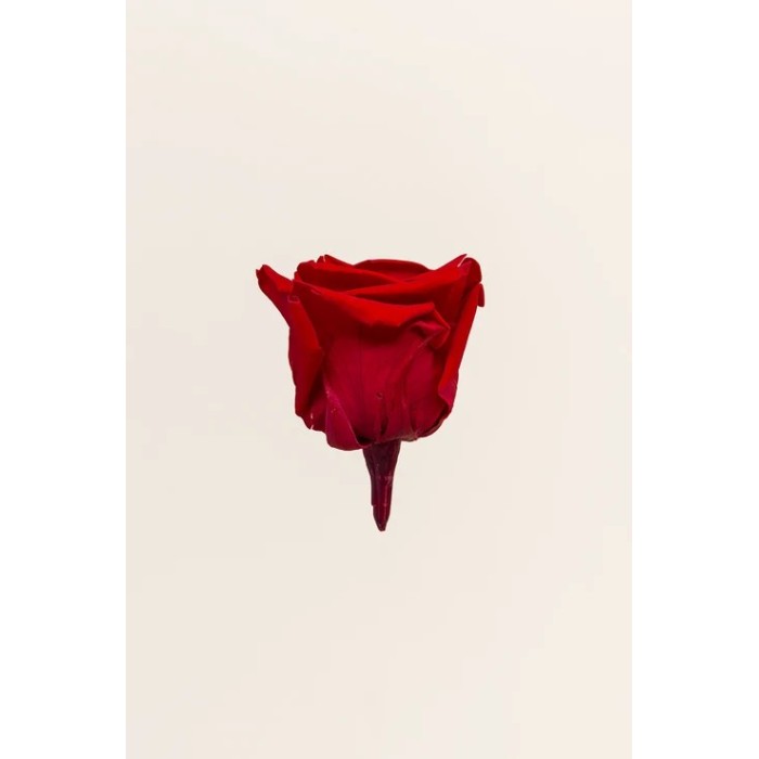 SCATOLA 5 ROSE QUEEN STABILIZZATE RED D.6.3/7.3