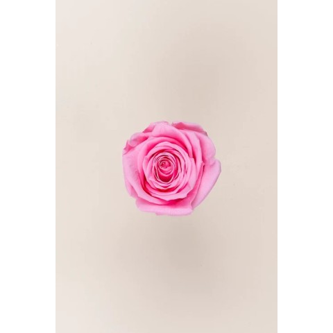 ROSA 5 PEZZI QUEEN STABILIZZATE PINK PASTEL D6.3/7.3 2