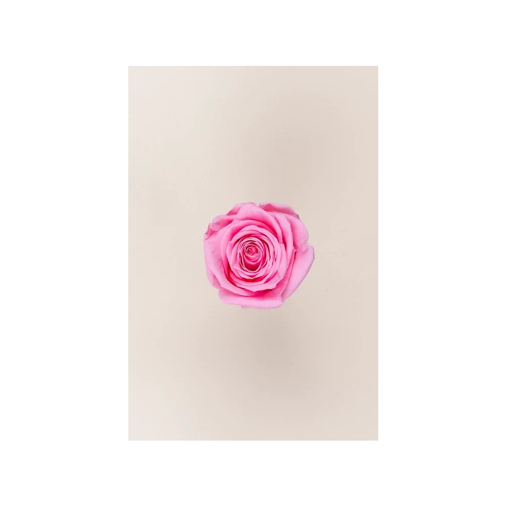ROSA 5 PEZZI QUEEN STABILIZZATE PINK PASTEL D6.3/7.3