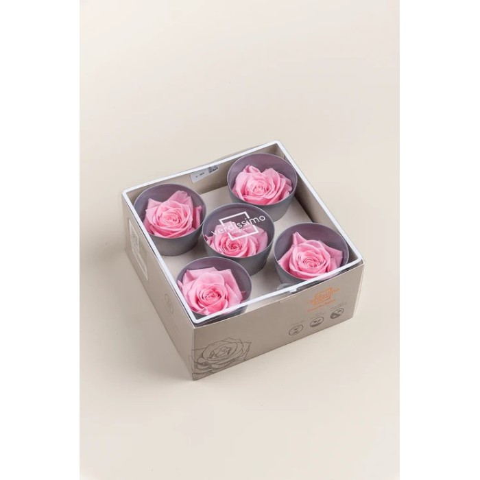 ROSA 5 PEZZI QUEEN STABILIZZATE PINK PASTEL D6.3/7.3