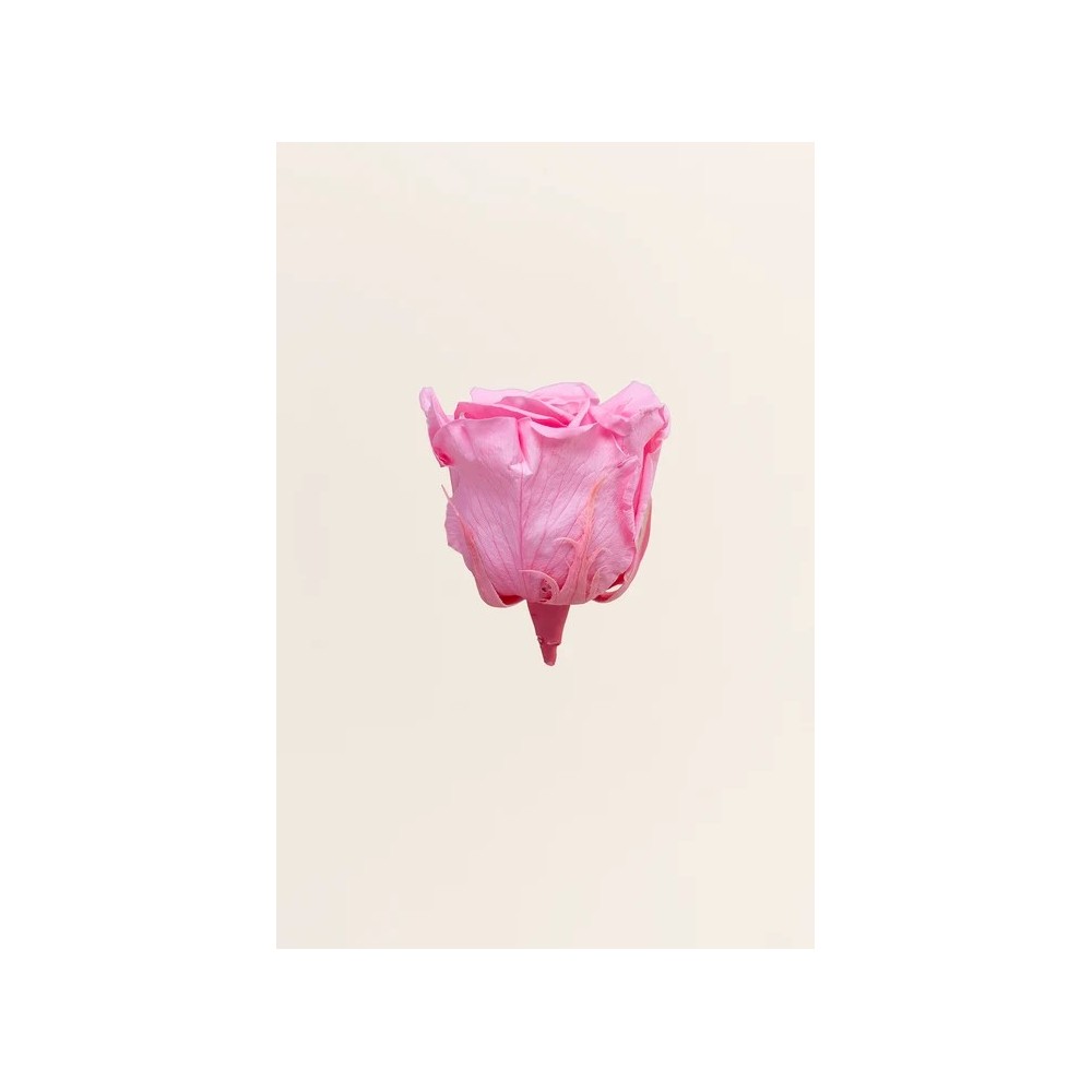 ROSA 5 PEZZI QUEEN STABILIZZATE PINK PASTEL D6.3/7.3