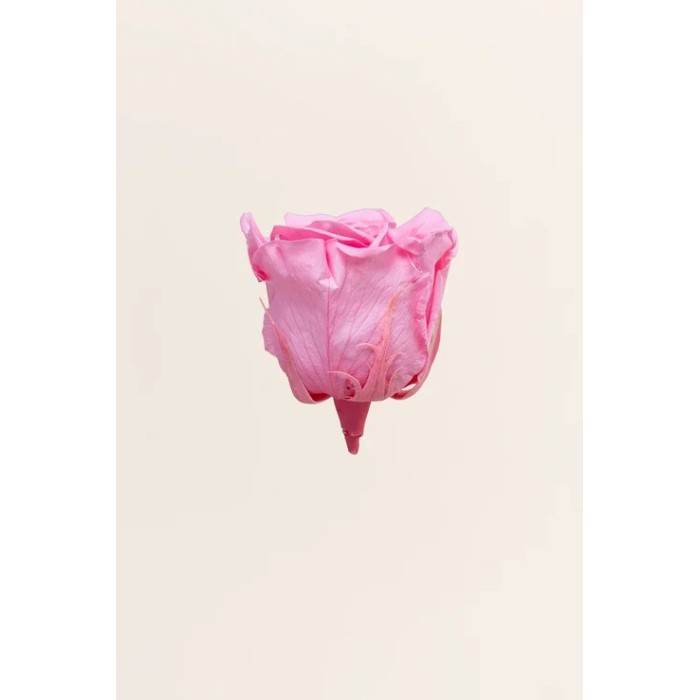 ROSA 5 PEZZI QUEEN STABILIZZATE PINK PASTEL D6.3/7.3