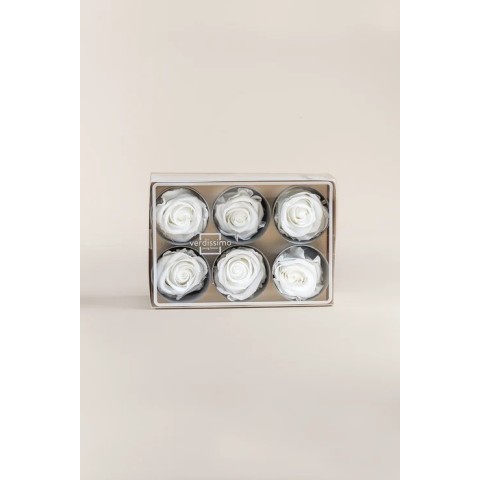 ROSA STANDARD BOX 6 STABILIZZATE WHITE D.5/5.5 2