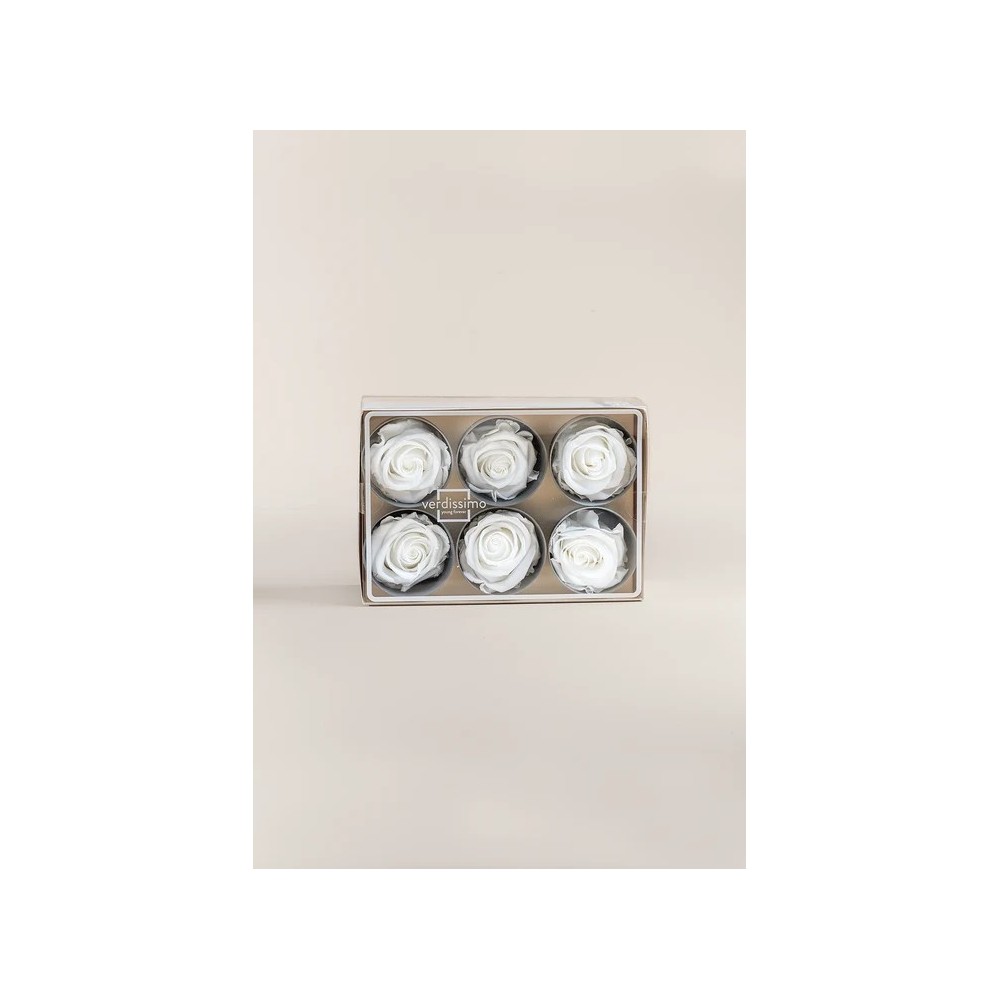 ROSA STANDARD BOX 6 STABILIZZATE WHITE D.5/5.5