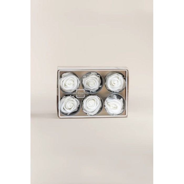 ROSA STANDARD BOX 6 STABILIZZATE WHITE D.5/5.5
