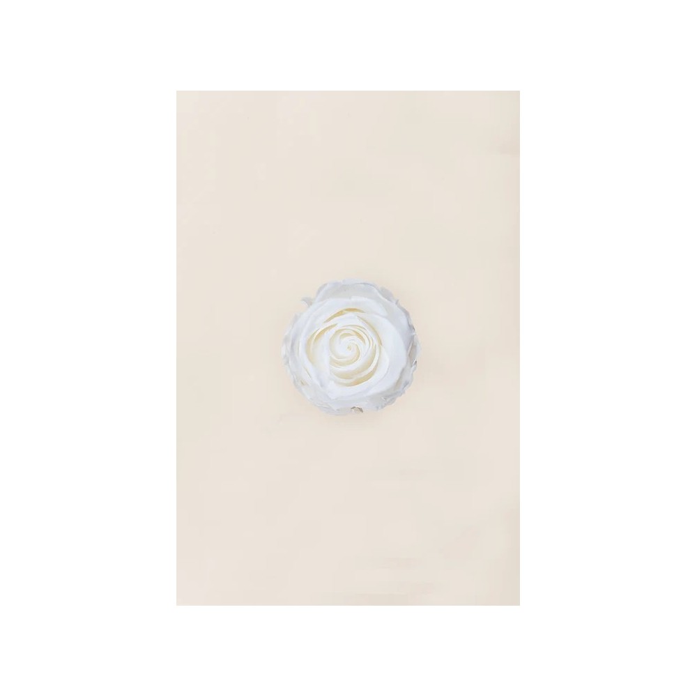 ROSA STANDARD BOX 6 STABILIZZATE WHITE D.5/5.5