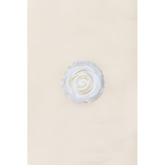 ROSA STANDARD BOX 6 STABILIZZATE WHITE D.5/5.5