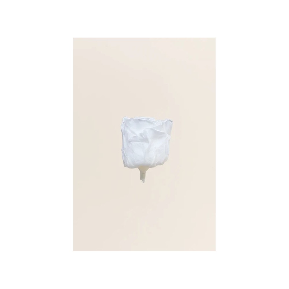 ROSA STANDARD BOX 6 STABILIZZATE WHITE D.5/5.5