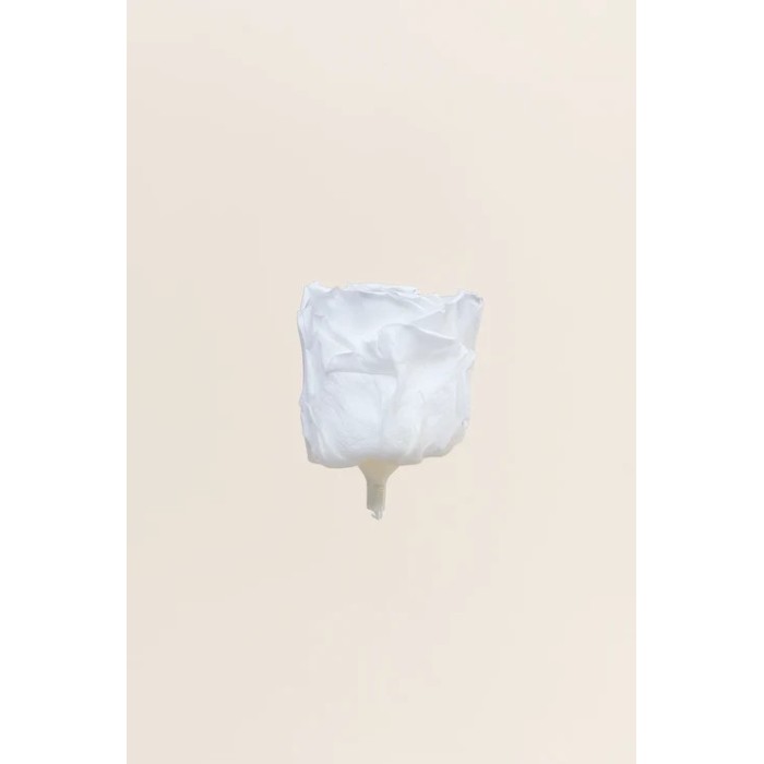 ROSA STANDARD BOX 6 STABILIZZATE WHITE D.5/5.5
